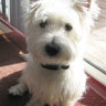 westiedog1